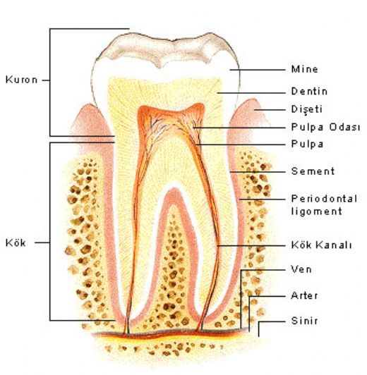 Diş Bölümleri