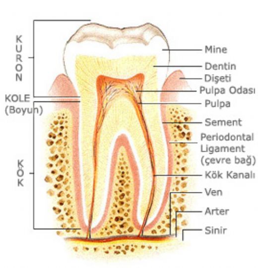 Dişin Yapısı
